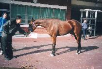 ȭ�� (HWA DAP) ����