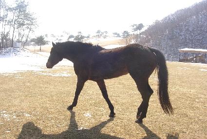 ��Ǹ��� ����