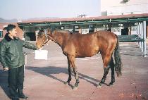 ��Ű� (SAMMAEGYENG) ����