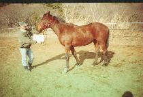 ���̴��� (MIDAS) ����