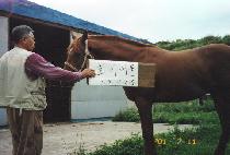 ����Ŀ (DAMIKEO) ����