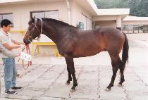 ���ϵ���� (WILD BLACK) ����