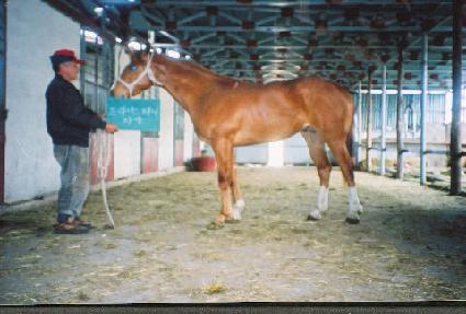 ��¸��� ����