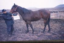 ���������� (MYEONGYEUI JUNDANG) ����