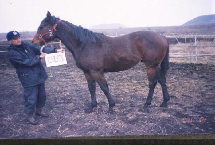 ���������� ����