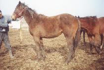 ���̽��ǵ� (HIGH SPEED) ����