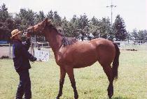 �Ϲ��긮�� (HARBOR BRIDGE) ����