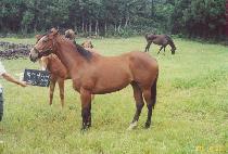 ���ǻ� (GAMAKSAN) ����