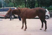 ��ſ��ָ� (JEULGEOUN JUMAL) ����