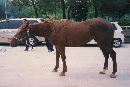 ��ſ��ָ� ����