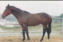 ���ʴ� (NEW FIELDER) ����