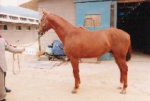 ���� (WOLHA) ����