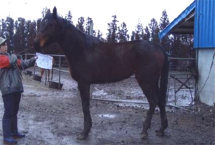 ����ť ����