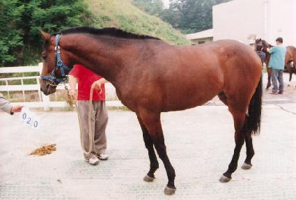 ���� ����