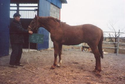 ���������� ����