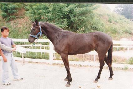 ���⼺ ����