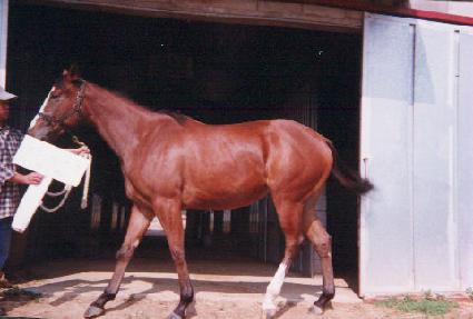 �̽��۷θ� ����