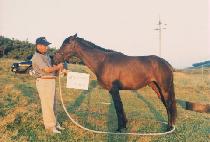 ���������� (SEWOLSOGEURO) ����