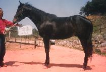 �ִ���� (CHOEDAEMYEONGJAK) ����