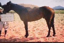 ���� (IPJEONG) ����