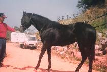 Ư������ (TEUKSEON DAEJAK) ����