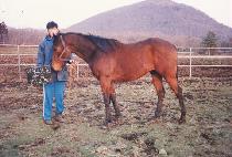 ����Ʈ�� (BIG COUNTRY) ����