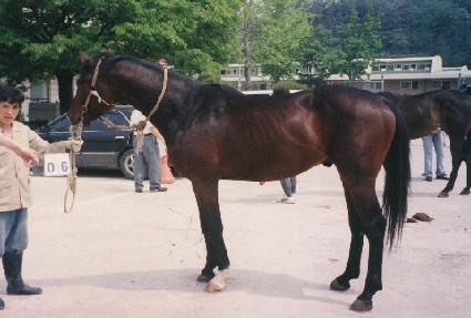 ������ ����