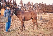 �¸����� (SEUNGNI JEIL) ����