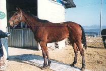 ��ȭõ�� (BAEK HWA CHEONSA) ����