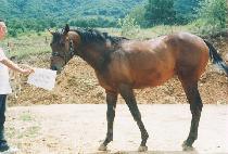 �鸸�� (BAENGMANSEOK) ����