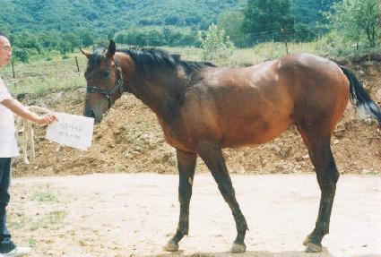 �鸸�� ����