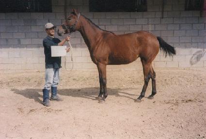 �ƽ������� ����