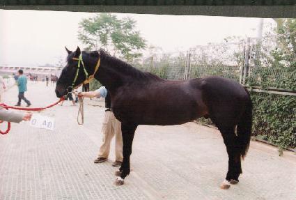 ���� ����