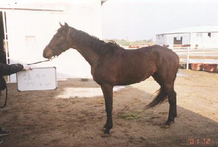 ������ ����