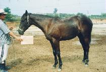 �帮�� (DEURIGO) ����