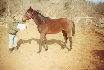 ������ ����