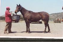 ��ġ (BI CHI) ����