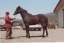 ������� (YANGSUGYEOMJANG) ����