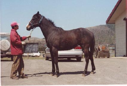 ������� ����