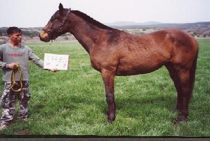 ��� ����