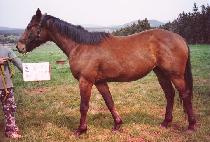 ��ǳ���� (CHUPUNG MALRI) ����