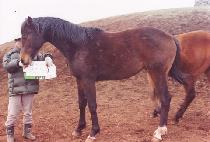 �ع��� (HAEMURI) ����