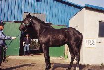 ���ǹ�� (HAPPY BABBLE) ����