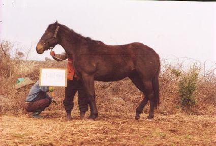 �������� ����