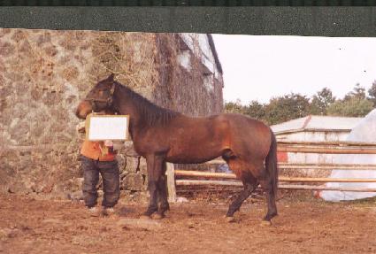 �ŵ�ǳ ����