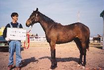 ���� (BAWI) ����