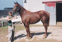 �������� (AMPANGJIGE) ����