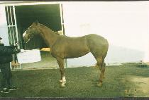 ���� (JIN I) ����