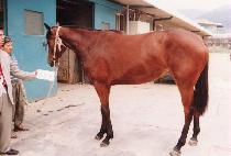 ȣ�� (HORYONG) ����