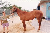 ���� (JIKAENG) ����